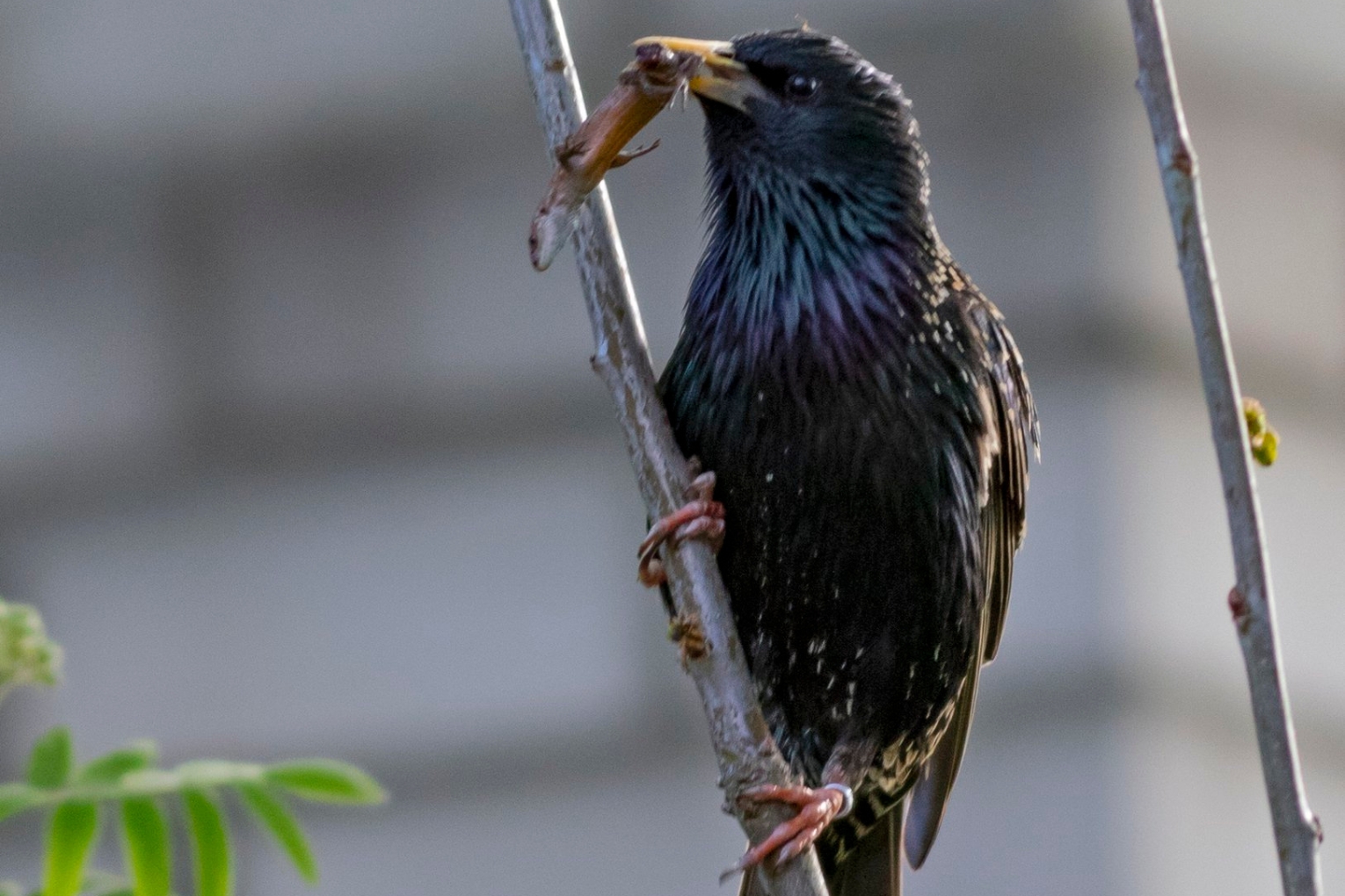 Gada putns apodziņš aicina: Kļūsti par dabas sargu un palīdzi atrast dobumainos kokus!