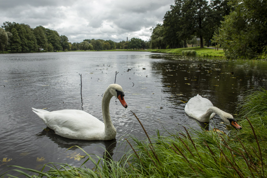 Māras dīķa gulbji apdraudēti? Rīdzinieki pauž bažas par dīķa tīrīšanu ligzdošanas sezonā