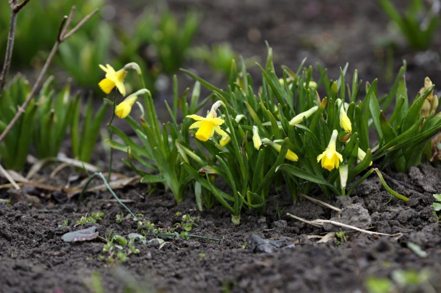 Pavasarīga Trešdiena Latvijā: Saule mijas ar brāzmainu vēju un siltumu