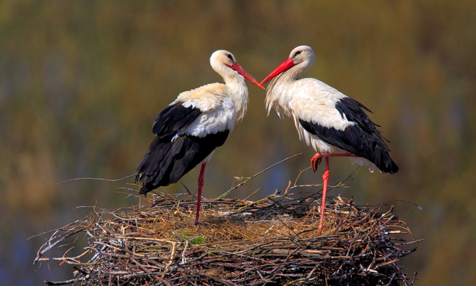Stārķu atgriešanās: Kā drošas ligzdas glābj putnus un sargā elektroapgādi