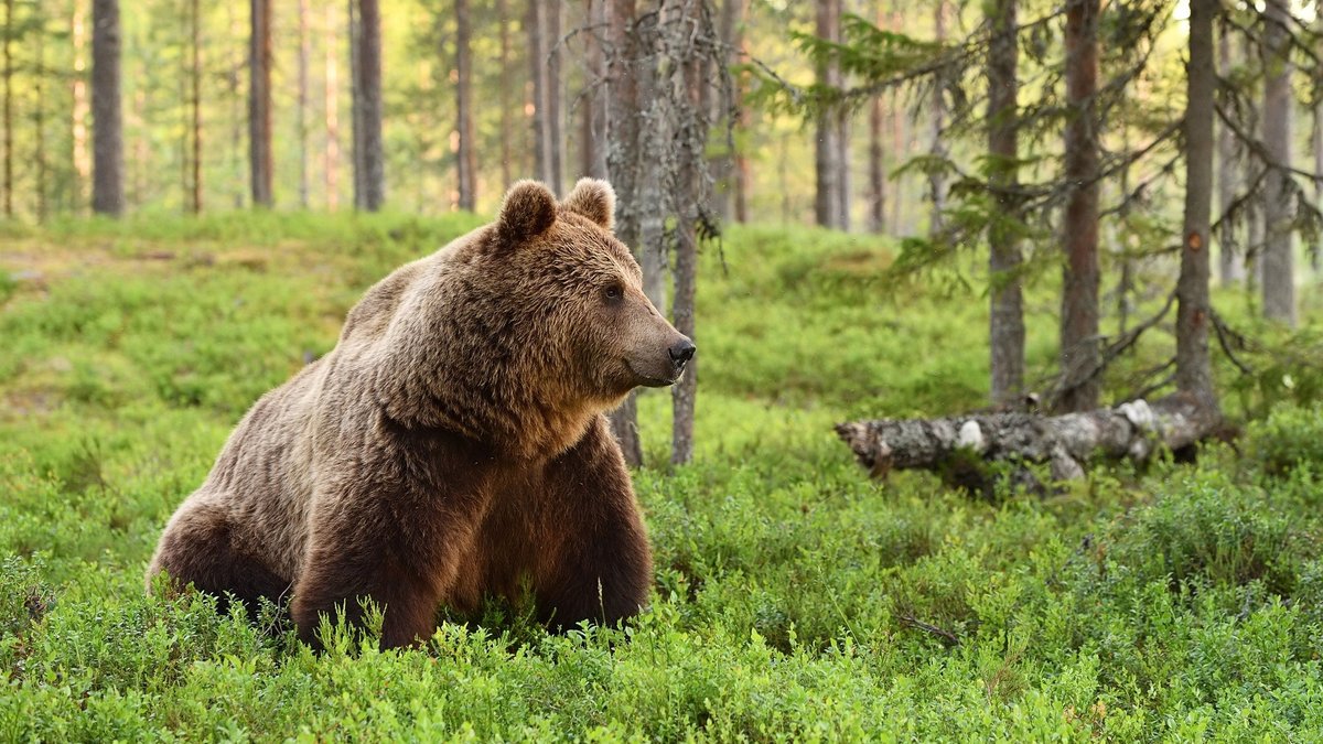 Jēkabpilieši, uzmanieties! Lācis ieklīdis pilsētā – svarīgi padomi drošībai