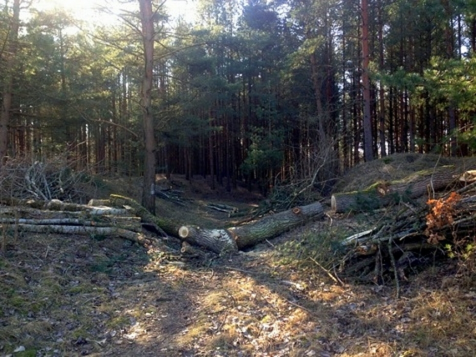 Skandāls Liepupes pludmales kāpās: Patvaļīga koku izciršana un iestāžu bezpalīdzība