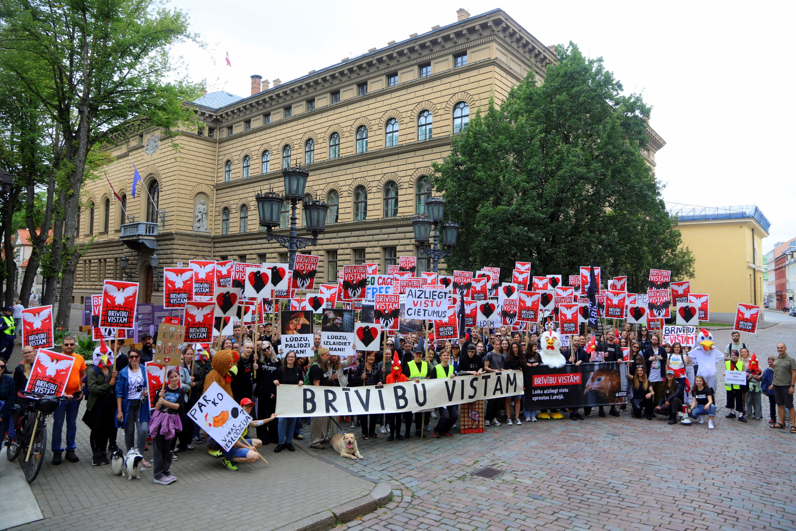 Sprostā turētās dējējvistas beidzot bauda brīvību: “Dzīvnieku brīvība” atrod mājvietas 100 putniem